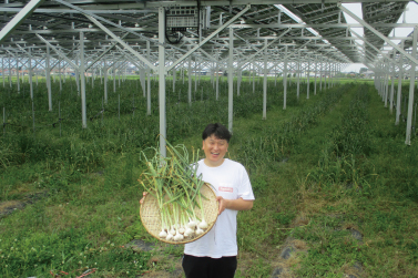 愛荘町ソーラーシェアリング